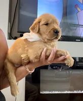 Lily, a female Golden Retriever for sale in Fontana, CA – Photo 2 of 4