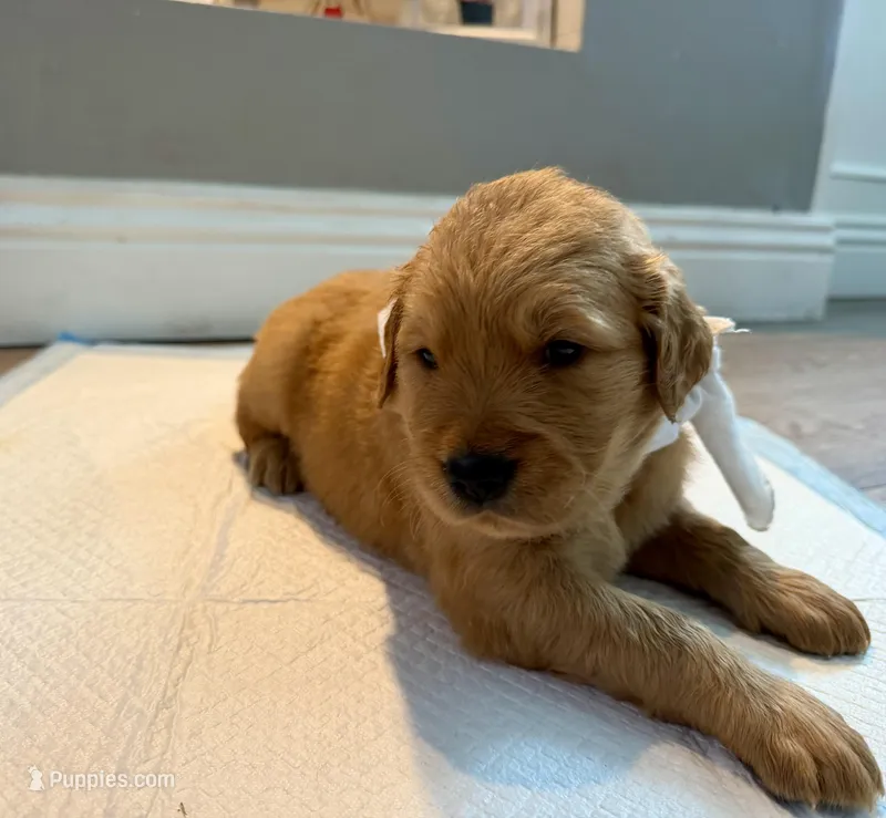 Lily – Golden Retriever puppy for sale in Fontana, CA