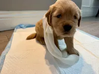 Lily, a female Golden Retriever for sale in Fontana, CA – Photo 4 of 4