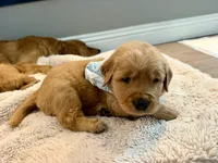 Max, a male Golden Retriever for sale in Fontana, CA – Photo 1 of 2