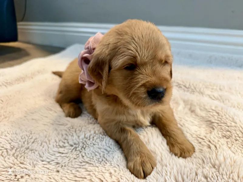 Rose – Golden Retriever puppy for sale in Fontana, CA