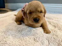 Rose, a female Golden Retriever for sale in Fontana, CA – Photo 2 of 2