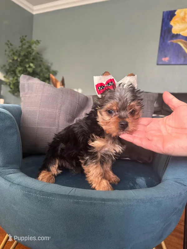 Ellie – Yorkshire Terrier puppy for sale in Norco, CA
