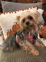 Little Aries, a male Yorkshire Terrier for sale in Norco, CA – Photo 2 of 6