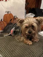 Little Aries, a male Yorkshire Terrier for sale in Norco, CA – Photo 3 of 6