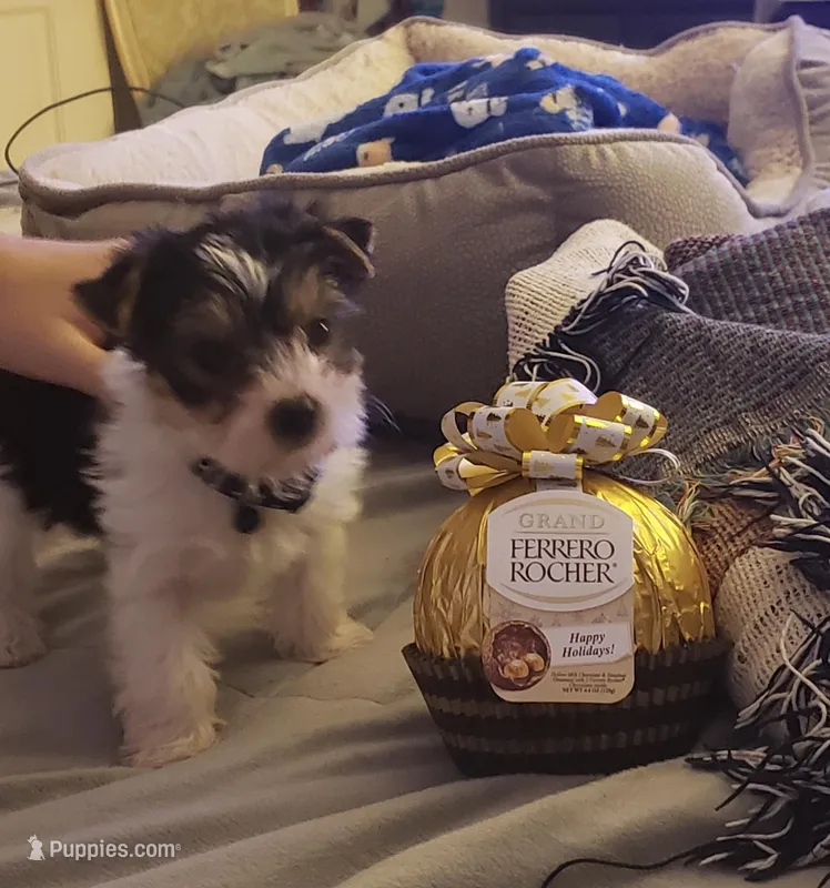 Gancito – Yorkshire Terrier puppy for sale in Norco, CA