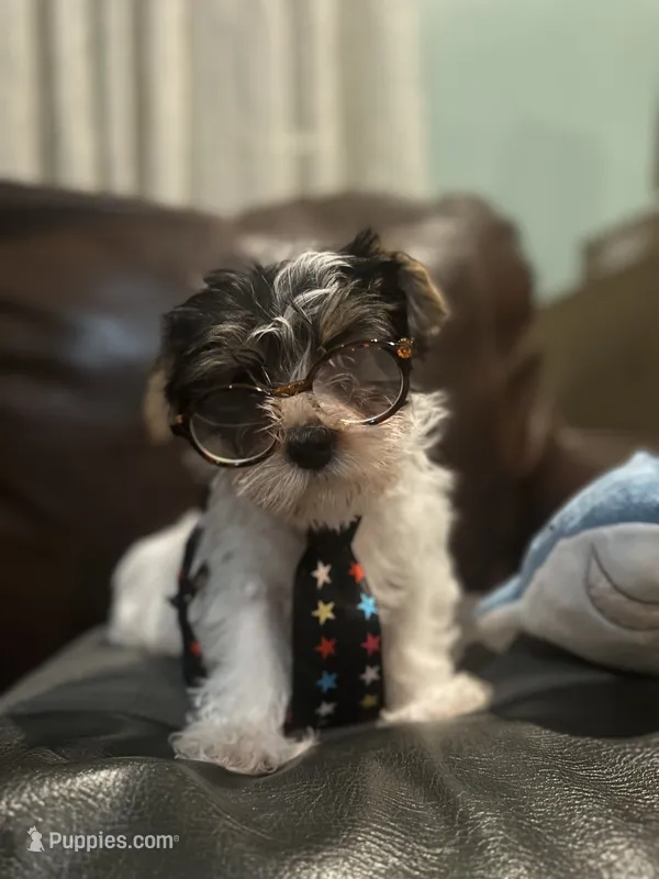Gancito – Yorkshire Terrier puppy for sale in Norco, CA