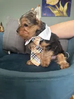 Coco, a male Yorkshire Terrier for sale in Norco, CA – Photo 3 of 6