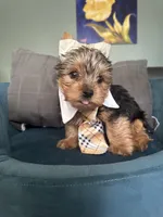 Coco, a male Yorkshire Terrier for sale in Norco, CA – Photo 1 of 6