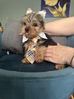Coco, a male Yorkshire Terrier for sale in Norco, CA – Photo 5 of 6