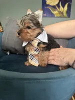 Coco, a male Yorkshire Terrier for sale in Norco, CA – Photo 4 of 6