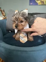 Coco, a male Yorkshire Terrier for sale in Norco, CA – Photo 2 of 6