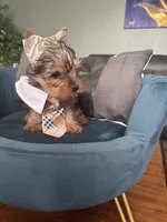 Coco, a male Yorkshire Terrier for sale in Norco, CA – Photo 6 of 6