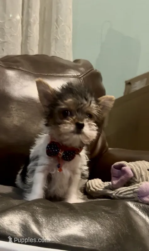 Oreo – Yorkshire Terrier puppy for sale in Norco, CA