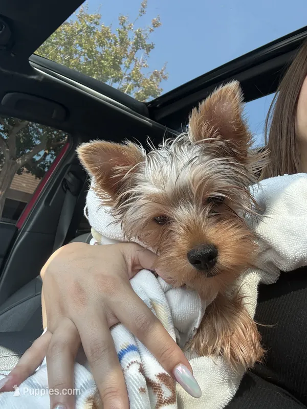 Coco – Yorkshire Terrier puppy for sale in Norco, CA