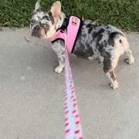 Sweet Maze, a female French Bulldog for sale in Norco, CA – Photo 4 of 5