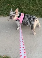 Sweet Maze, a female French Bulldog for sale in Norco, CA – Photo 4 of 5