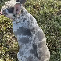 Sweet Maze, a female French Bulldog for sale in Norco, CA – Photo 3 of 5