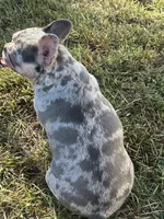 Sweet Maze, a female French Bulldog for sale in Norco, CA – Photo 3 of 5