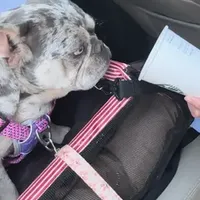 Sweet Maze, a female French Bulldog for sale in Norco, CA – Photo 5 of 5