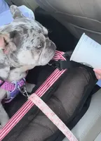 Sweet Maze, a female French Bulldog for sale in Norco, CA – Photo 5 of 5