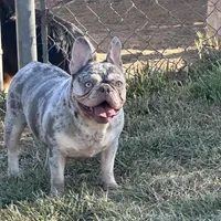 Sweet Maze, a female French Bulldog for sale in Norco, CA – Photo 2 of 5