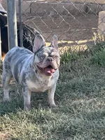 Sweet Maze, a female French Bulldog for sale in Norco, CA – Photo 2 of 5