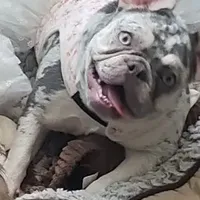 Sweet Maze, a female French Bulldog for sale in Norco, CA – Photo 1 of 5