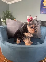 Ellie, a female Yorkshire Terrier for sale in Norco, CA – Photo 2 of 4