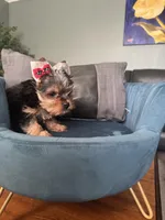 Ellie, a female Yorkshire Terrier for sale in Norco, CA – Photo 3 of 4