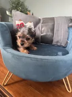 Ellie, a female Yorkshire Terrier for sale in Norco, CA – Photo 4 of 4