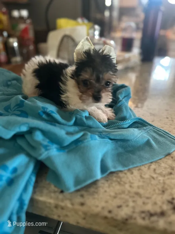 Oreo – Yorkshire Terrier puppy for sale in Norco, CA