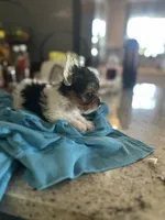 Oreo, a male Yorkshire Terrier for sale in Norco, CA – 3 of 3