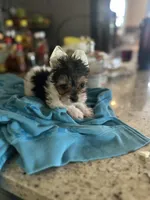 Oreo, a male Yorkshire Terrier for sale in Norco, CA – 2 of 3