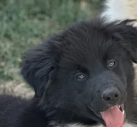 Oreo, a female Australian Shepherd for sale in Norco, CA – Photo 2 of 6