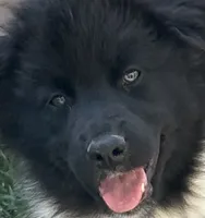 Oreo, a female Australian Shepherd for sale in Norco, CA – Photo 6 of 6