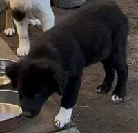 Oreo, a female Australian Shepherd for sale in Norco, CA – Photo 3 of 6
