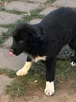 Oreo, a female Australian Shepherd for sale in Norco, CA – Photo 1 of 6