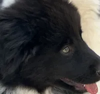 Oreo, a female Australian Shepherd for sale in Norco, CA – Photo 5 of 6