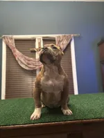 Capone, a male American Bully for sale in Joliet, IL – Photo 2 of 3