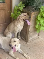 Maizy, a female Labrador Retriever for sale in Texarkana, AR – Photo 2 of 3
