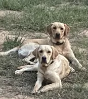Maizy, a female Labrador Retriever for sale in Texarkana, AR – Photo 3 of 3