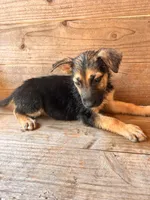 Female, a female German Shepherd Dog for sale in Texarkana, AR – 4 of 6