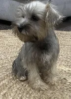 Boy, a male Miniature Schnauzer for sale in Texarkana, AR – Photo 2 of 4