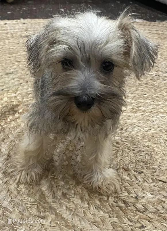 Boy, a male Miniature Schnauzer for sale in Texarkana, AR – Photo 1 of 4