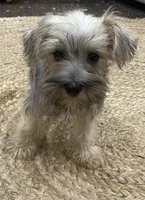 Boy, a male Miniature Schnauzer for sale in Texarkana, AR – Photo 1 of 4