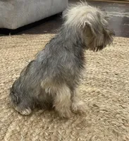 Boy, a male Miniature Schnauzer for sale in Texarkana, AR – Photo 4 of 4