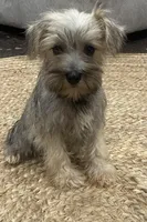 Boy, a male Miniature Schnauzer for sale in Texarkana, AR – Photo 3 of 4