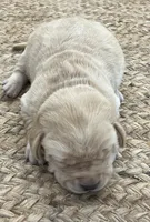 Male lab, a male Labrador Retriever for sale in Texarkana, AR – Photo 1 of 2