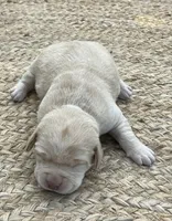 Male lab, a male Labrador Retriever for sale in Texarkana, AR – Photo 1 of 2